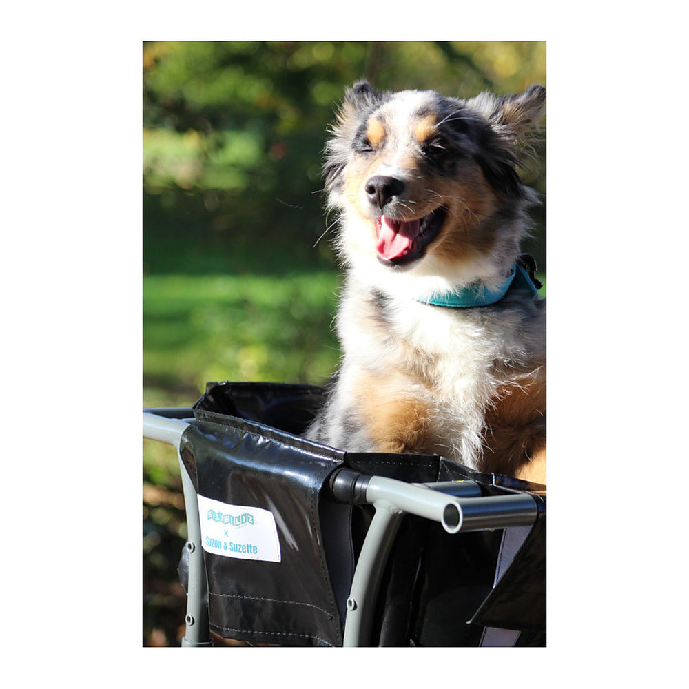 Bac arrière vélo longtail Suzon & Suzette - Bacatail 70 L – Bleu – un chien transporte dans le bac